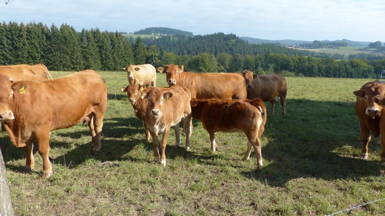 Aussichtsbauernhofpension Hof Gretchens Winterberg Esterno foto